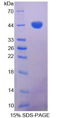 Figure 1. SDS-PAGE