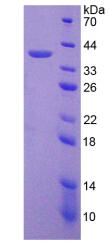 Figure 2. SDS-PAGE