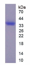 Figure 3. SDS-PAGE