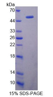 Figure 1. SDS-PAGE