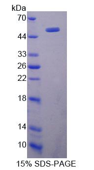 Figure 1. SDS-PAGE