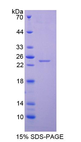 Figure 1. SDS-PAGE
