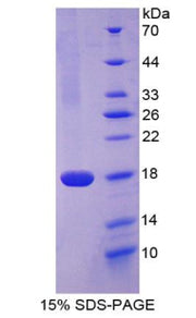 Figure 1. SDS-PAGE