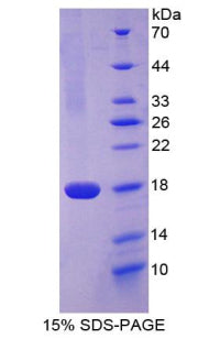 Figure 1. SDS-PAGE