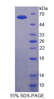 Figure 1. SDS-PAGE