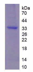 Figure 1. SDS-PAGE