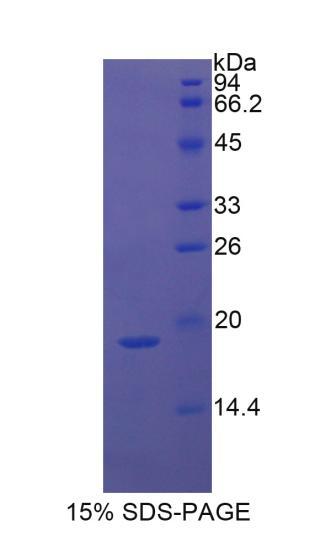 Figure 1. SDS-PAGE