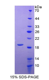 Figure 1. SDS-PAGE