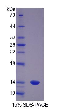 Figure 1. SDS-PAGE