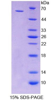 Figure 1. SDS-PAGE