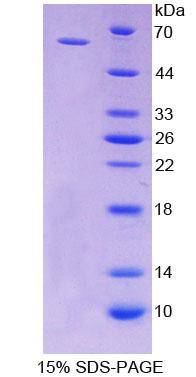 Figure 1. SDS-PAGE