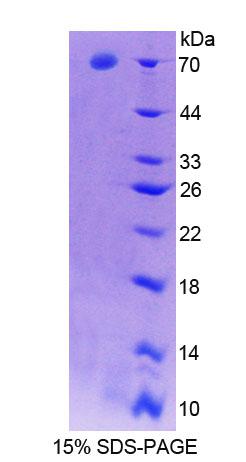 Figure 1. SDS-PAGE