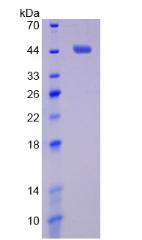 Figure 1. SDS-PAGE