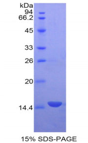 Figure 1. SDS-PAGE