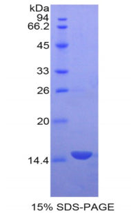 Figure 1. SDS-PAGE