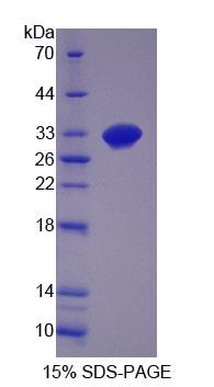 Figure 1. SDS-PAGE