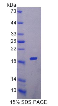 Figure 1. SDS-PAGE