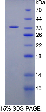 Figure 1. SDS-PAGE