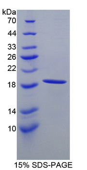 Figure 1. SDS-PAGE