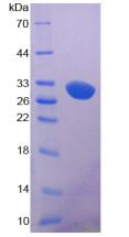 Figure 2. SDS-PAGE