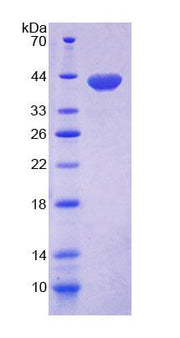 Figure 1. SDS-PAGE