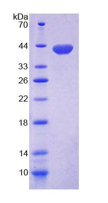 Figure 1. SDS-PAGE