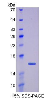 Figure 1. SDS-PAGE