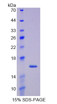Figure 1. SDS-PAGE
