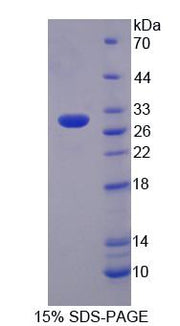 Figure 1. SDS-PAGE