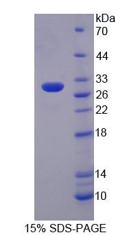 Figure 1. SDS-PAGE