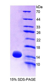 Figure 1. SDS-PAGE