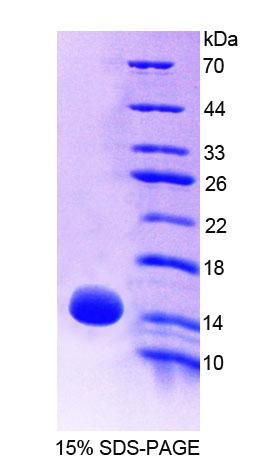 Figure 1. SDS-PAGE