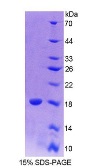 Figure 1. SDS-PAGE