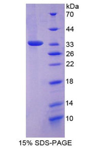Figure 1. SDS-PAGE