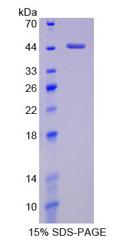 Figure 1. SDS-PAGE