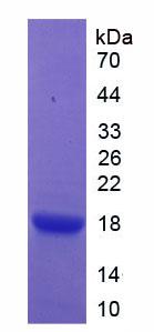 Figure 3. SDS-PAGE