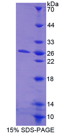 Figure 1. SDS-PAGE