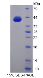 Figure 1. SDS-PAGE
