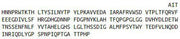 Recombinant Matrix Metalloproteinase 1 (MMP1), RPU54412
