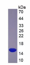Figure 3. SDS-PAGE