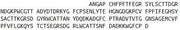 Eukaryotic Matrix Metalloproteinase 9 (MMP9), RPU54417