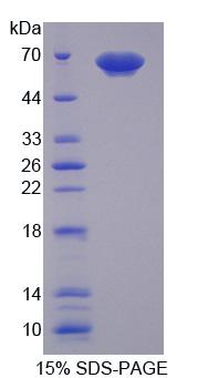 Figure 1. SDS-PAGE