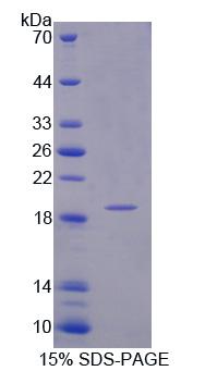 Figure 1. SDS-PAGE