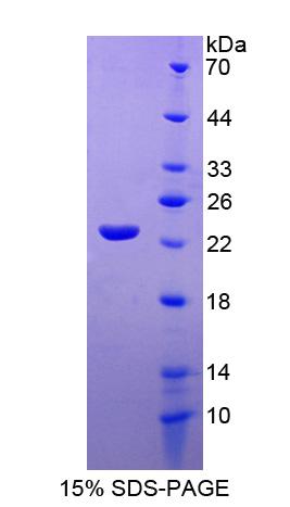 Figure 1. SDS-PAGE