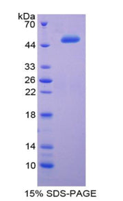 Figure 1. SDS-PAGE