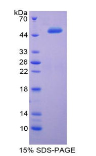Figure 1. SDS-PAGE