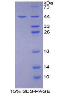 Figure 1. SDS-PAGE