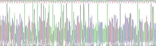 Recombinant Mouse Natriuretic Peptide Precursor B (NPPB)