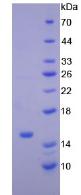 Figure 3. SDS-PAGE