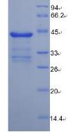 Figure 3. SDS-PAGE